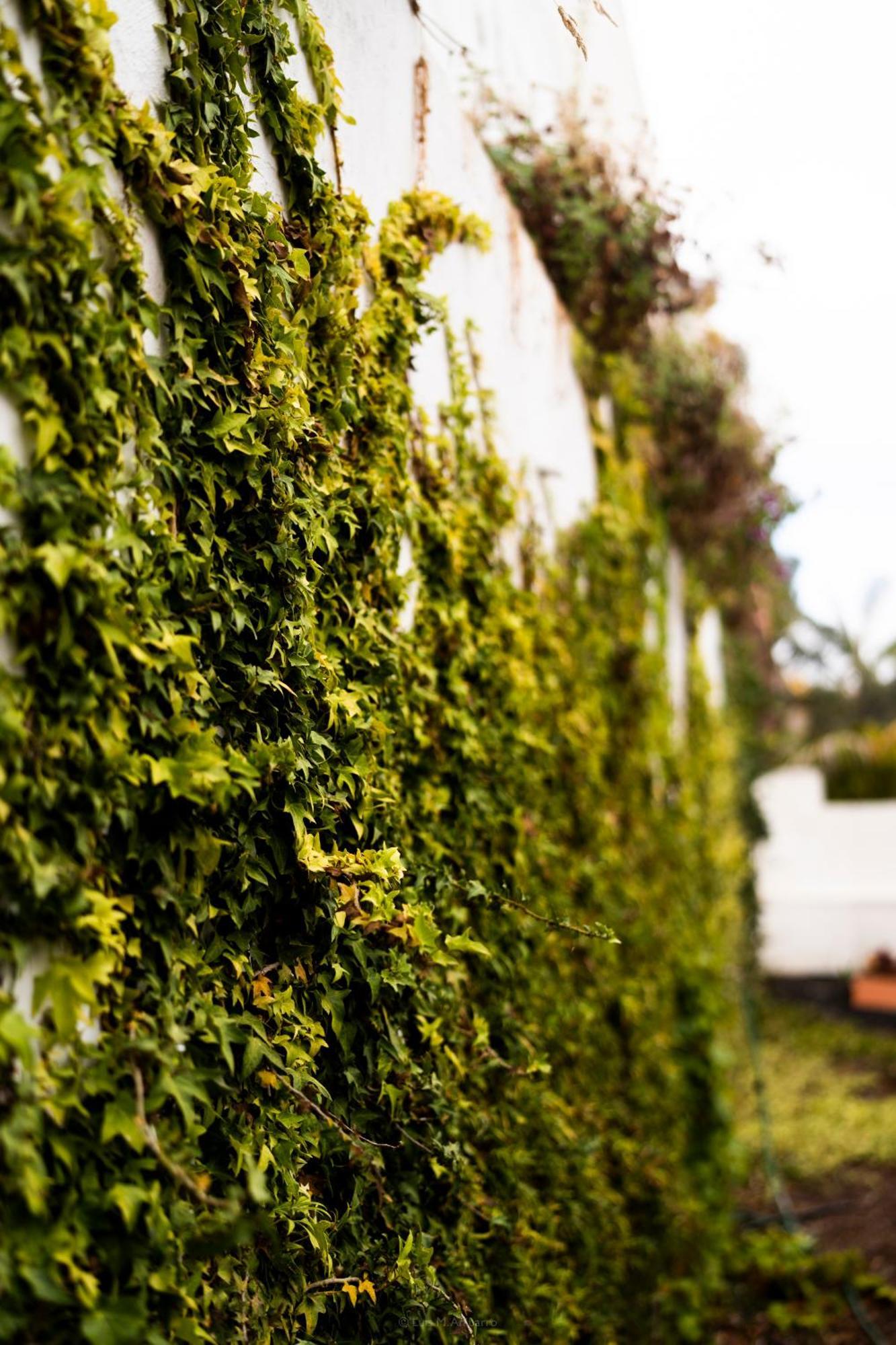 Villa Laurisilva El El Sauzal Esterno foto